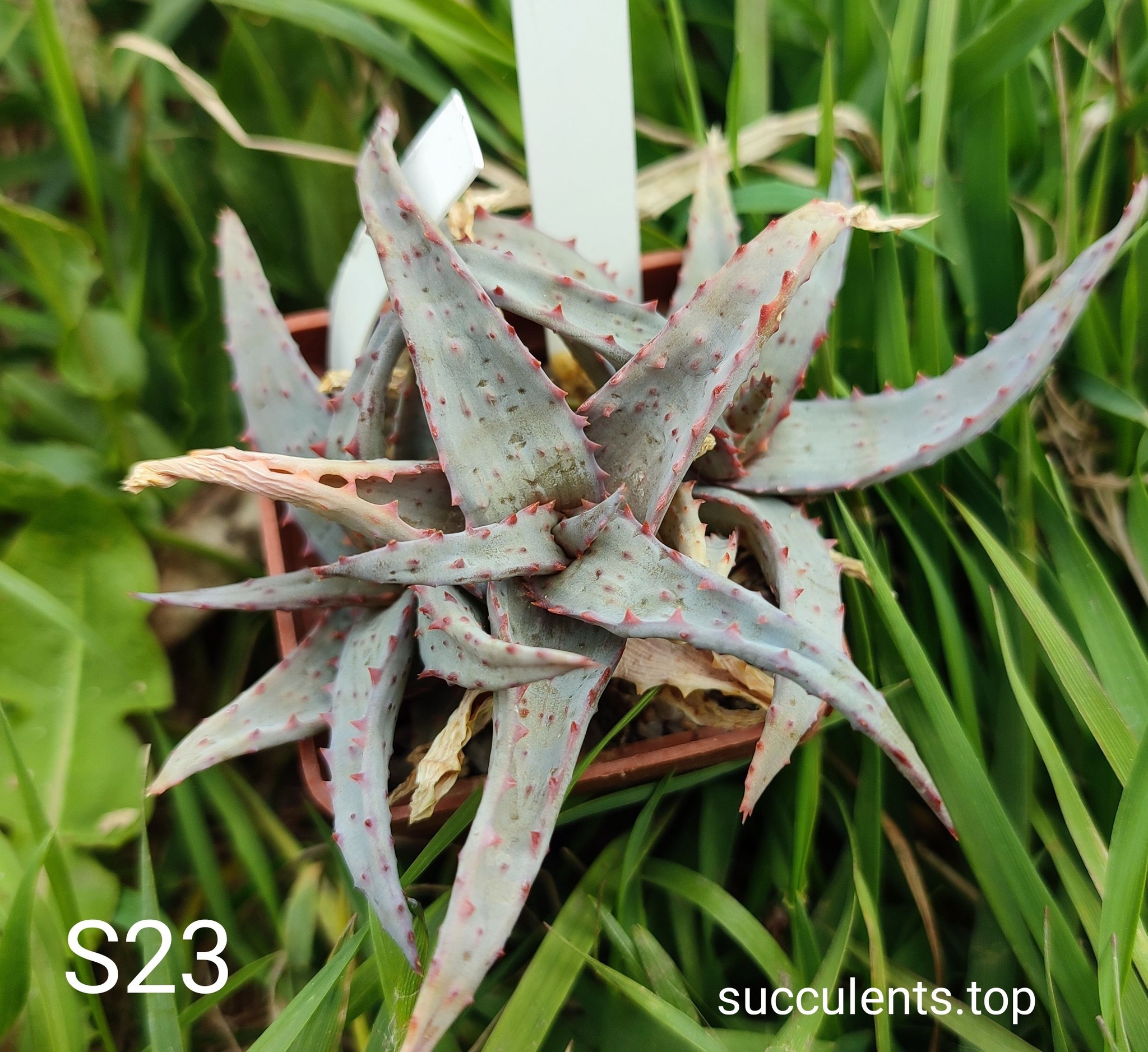 Aloe S23 Продам пагін з колекційної рослини на фото можливо без коріння.