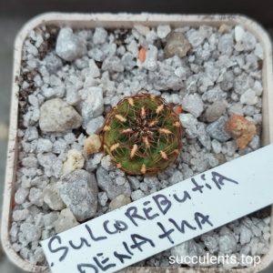sulcorebutia delanata