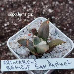 ariocarpus retusus San Rafael