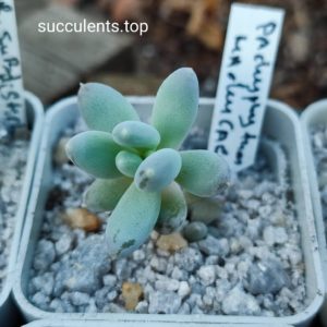 pachyphytum machucae