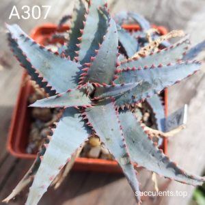 aloe A307 Продам пагін з колекційної рослини на фото можливо без коріння.