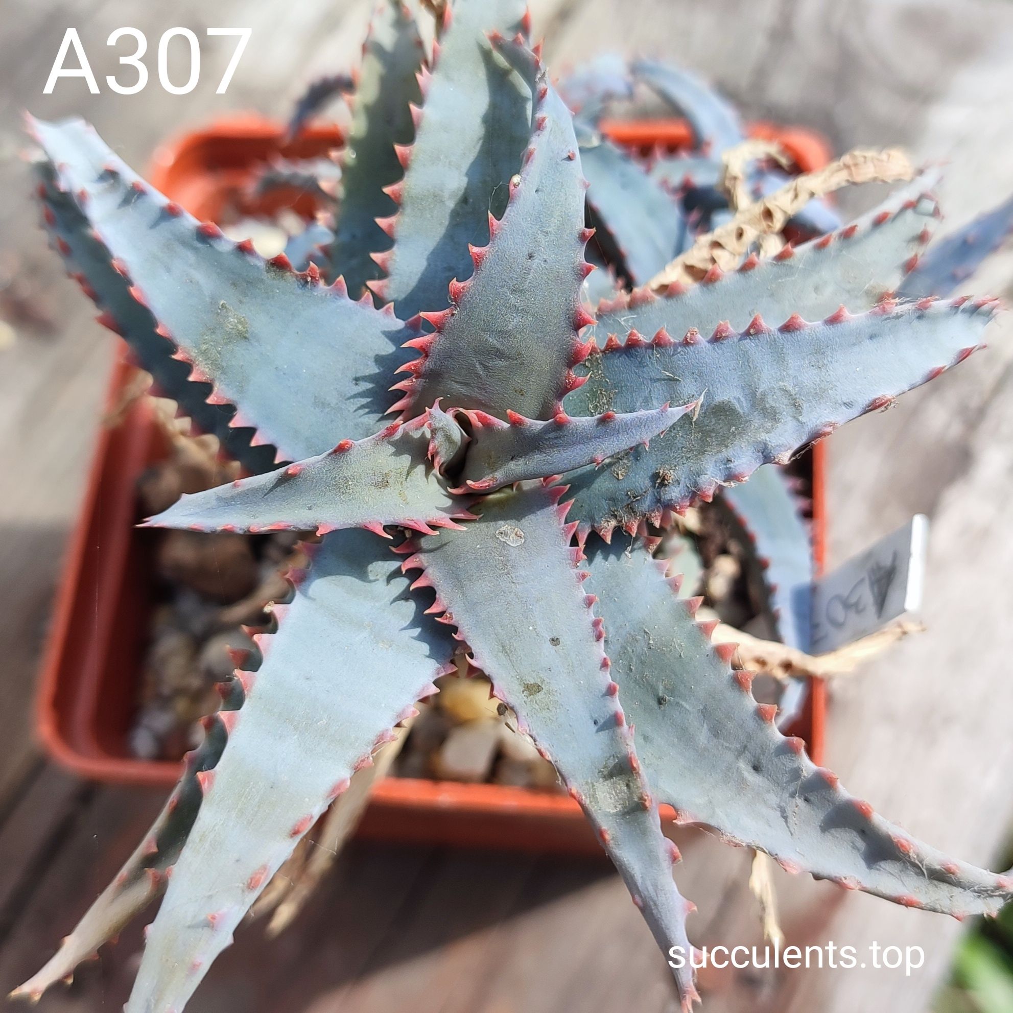 aloe A307 Продам пагін з колекційної рослини на фото можливо без коріння.