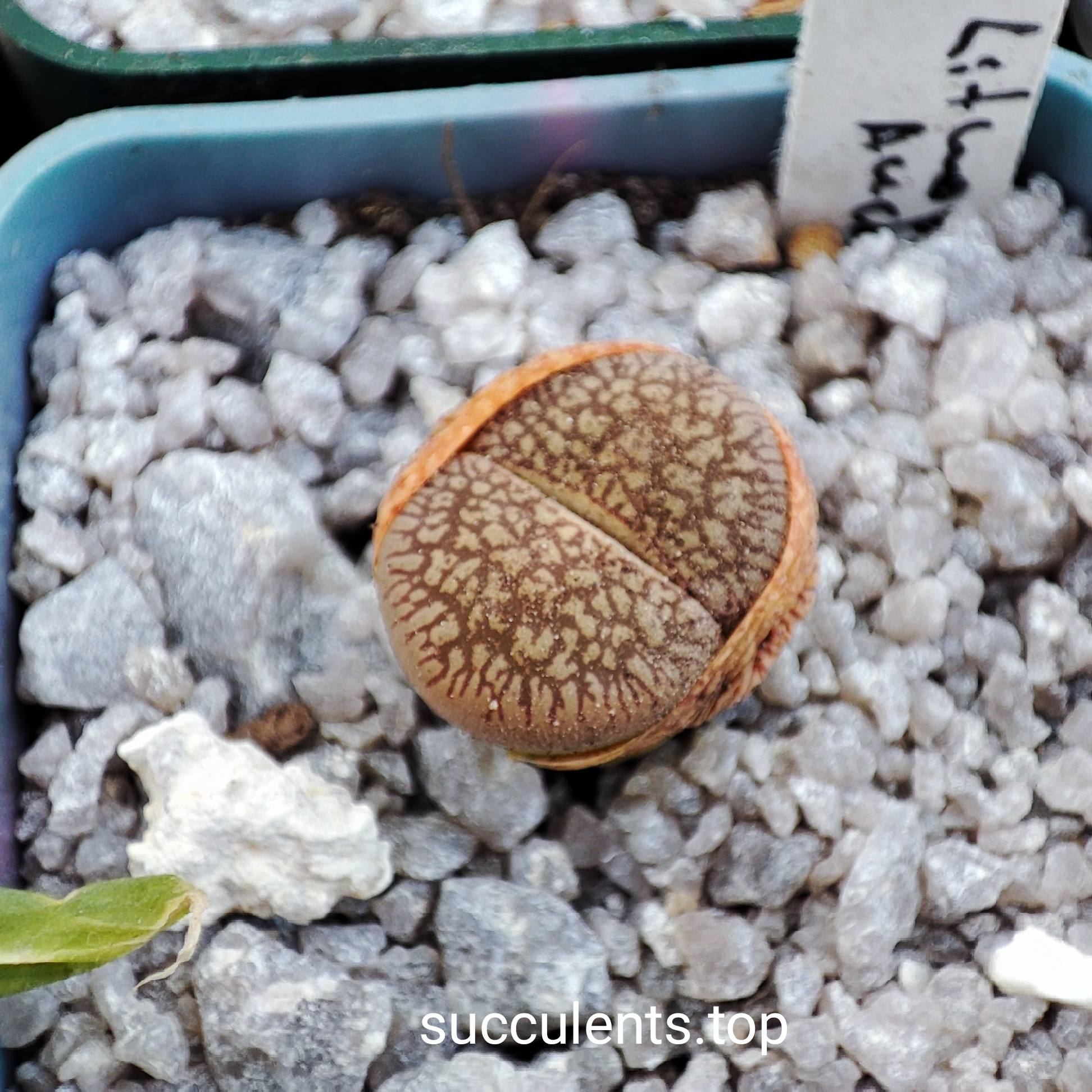 lithops aucampiae C54