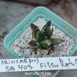 ariocarpus fissuratus sb403