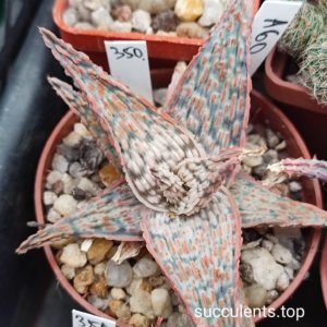 Aloe A60 selection