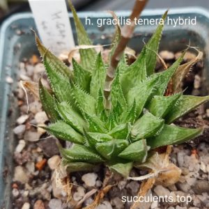 haworthia gracilis tenera hybrid