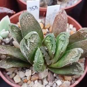 haworthia truncata selection S333