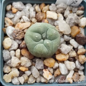 lophophore diffusa