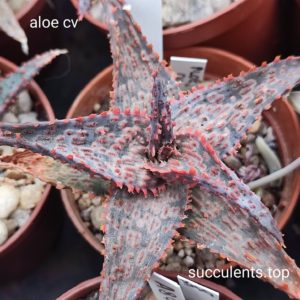 aloe selection