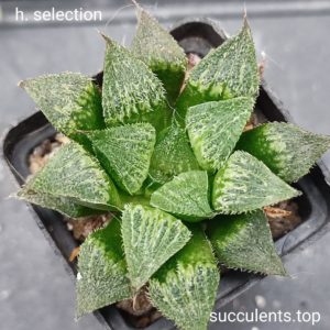 haworthia selection