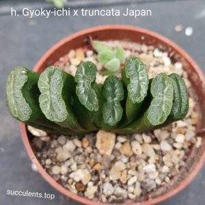 haworthia truncata Gyoku-ichi x truncata selection