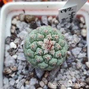 strombocactus disciformis