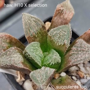 haworthia selection