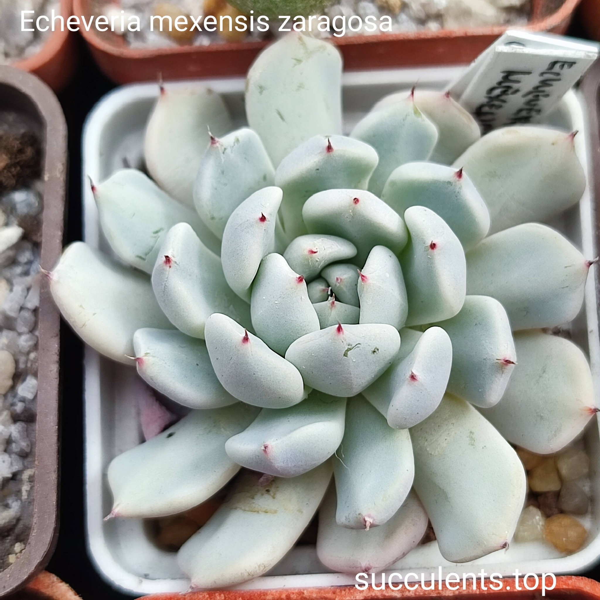echeveria mezensis zaragosa