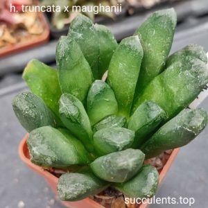 haworthia truncata x maughanii