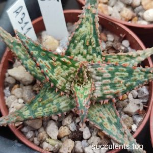 aloe A311 selection