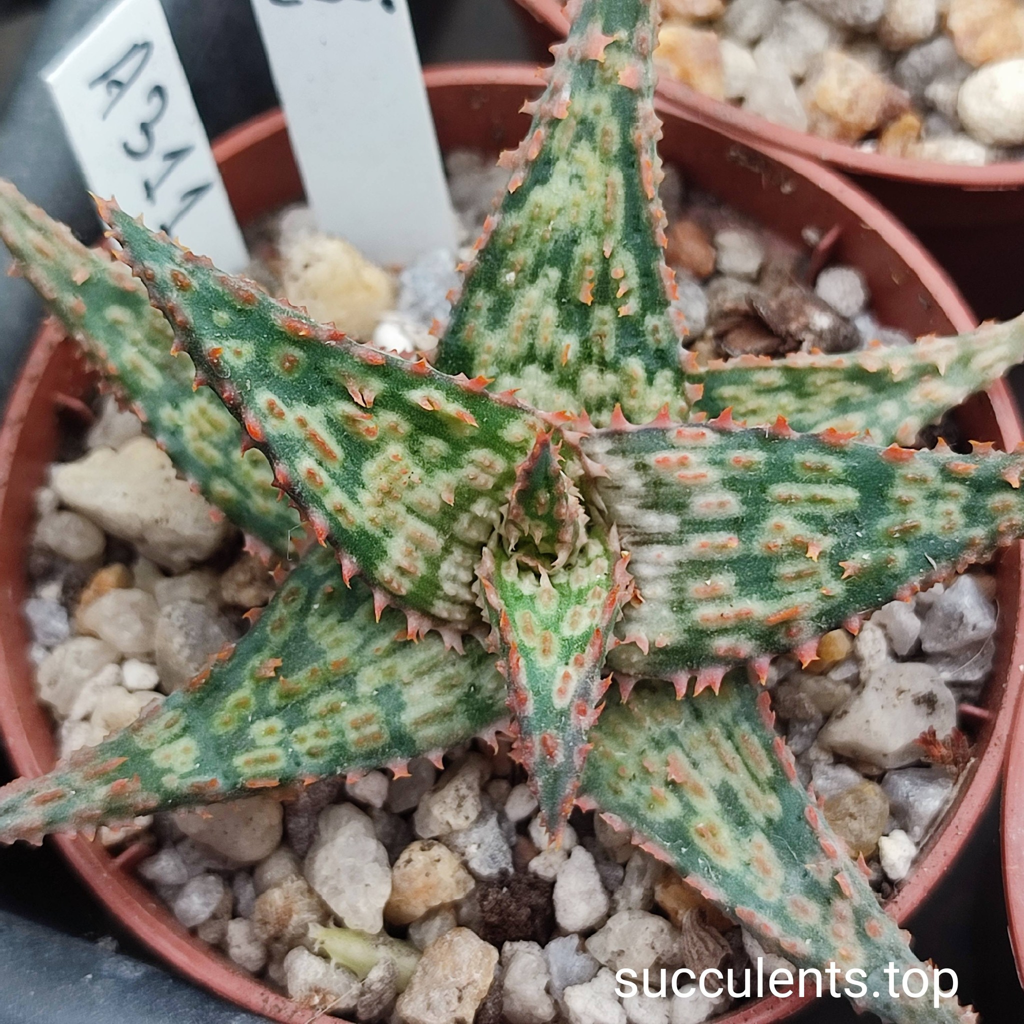 aloe A311 selection