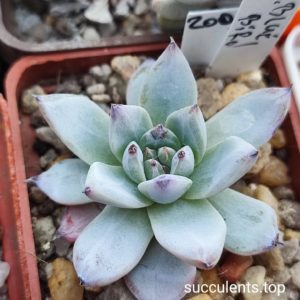 echeveria blue bird
