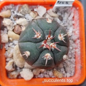 gymnocalycium spegazzinii unguispinum