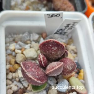adromischus marianiae Dark Side