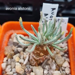 avonia alstonii