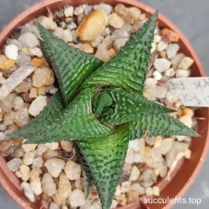 haworthia limifolia black form
