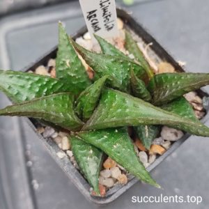 haworthia limifolia arcana за 1шт