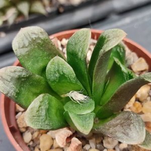 haworthia hybrid