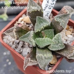 haworthia selection
