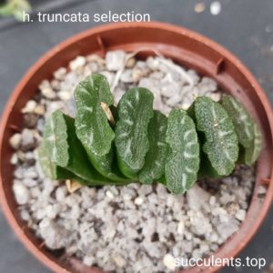 haworthia truncata selection