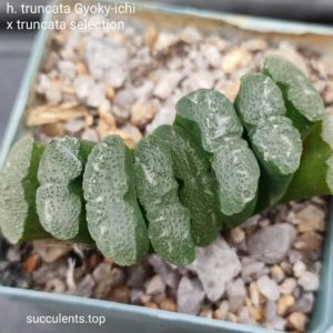 haworthia gyoku-ichi x truncata selection
