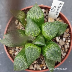 haworthia comptoniana S22