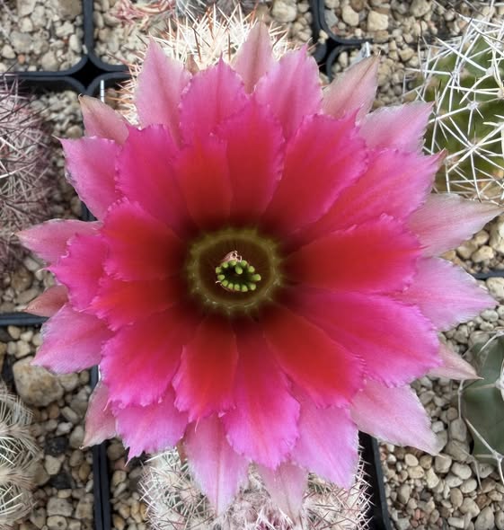 Echinocereus dasyacanthus JRT 4102- Pecos Co.Tx. - pink flowers,   - MG -