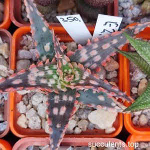 aloe E2 selection
