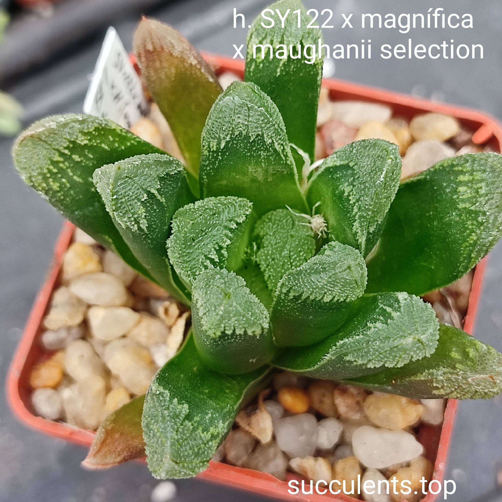 haworthia SY122 x maughanii selection