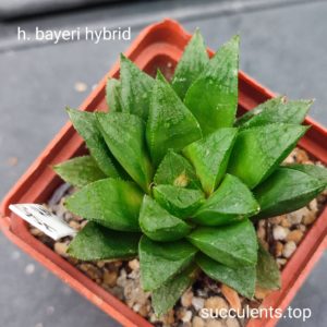 haworthia hybrid
