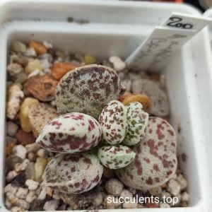adromischus marianiae bryan makin
