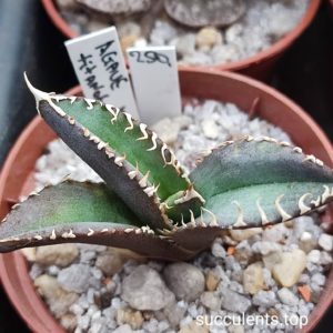 agave titanota Kyoto