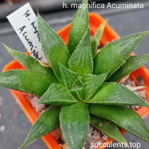 haworthia magnifica Acuminata
