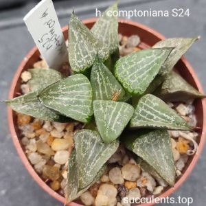 haworthia cxomptoniana S24