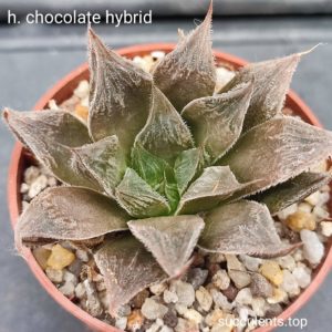 haworthia chocolate hybrid