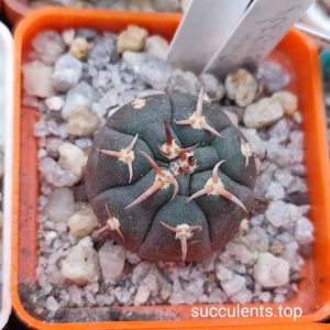 gymnocalycium spegazzinii unguispinum