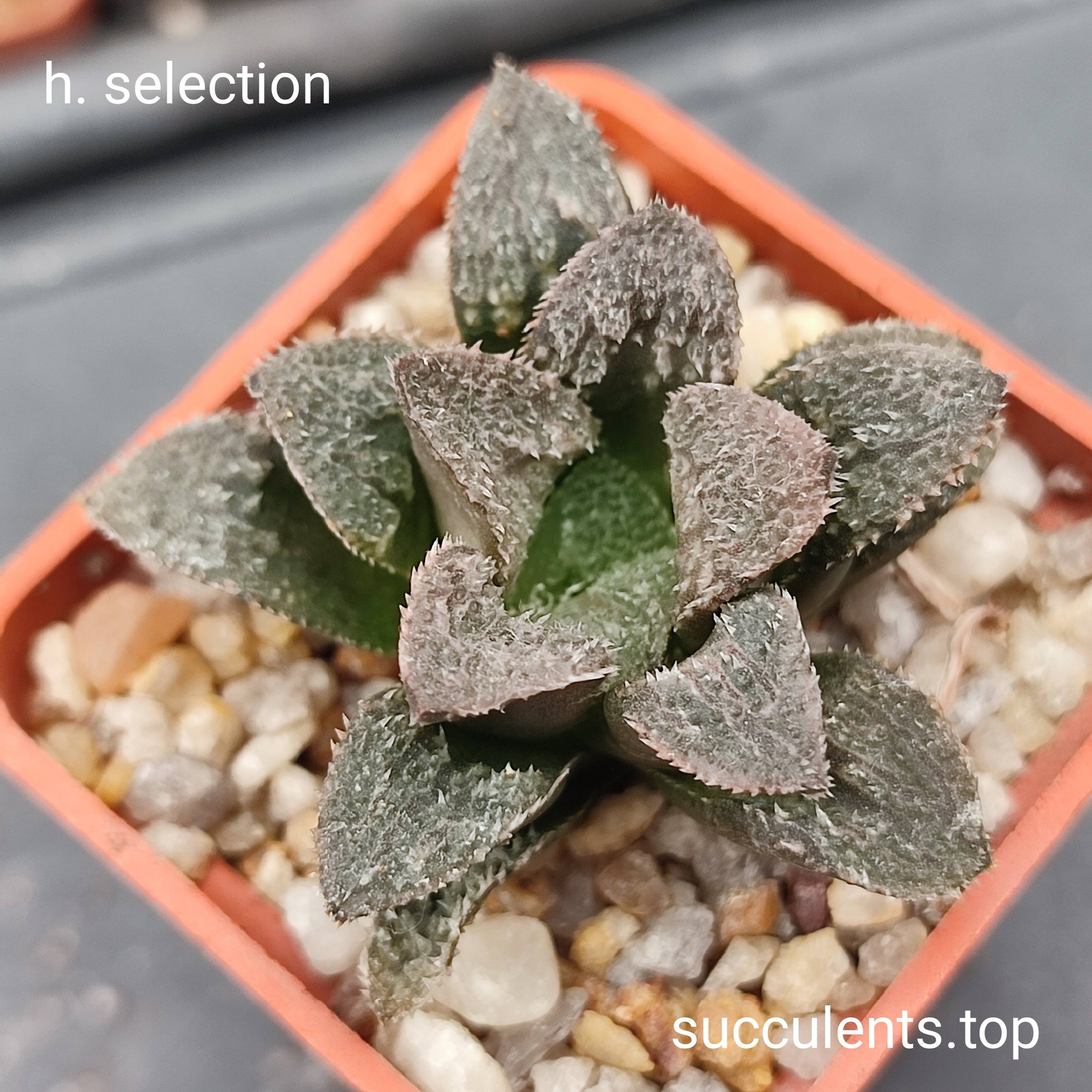 haworthia selection