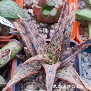 aloe selection