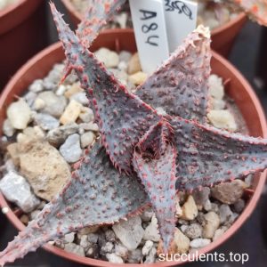 aloe A84 selection