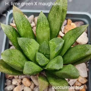 haworthia green lime x maughanii