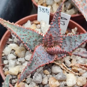 aloe A12 selection