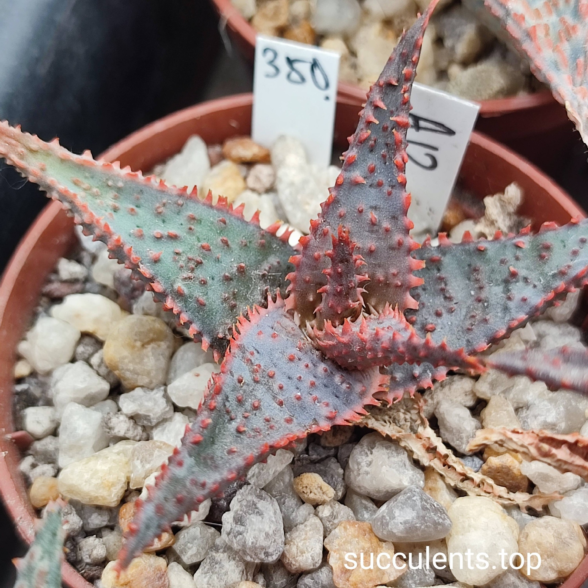 aloe A12 selection
