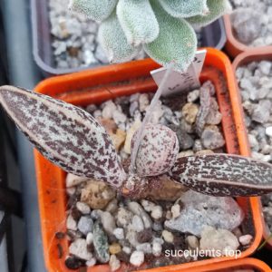 adromischus marianiae hybrid