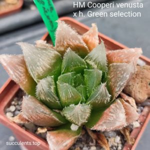 haworthia cooperi venusta x haw. green selection